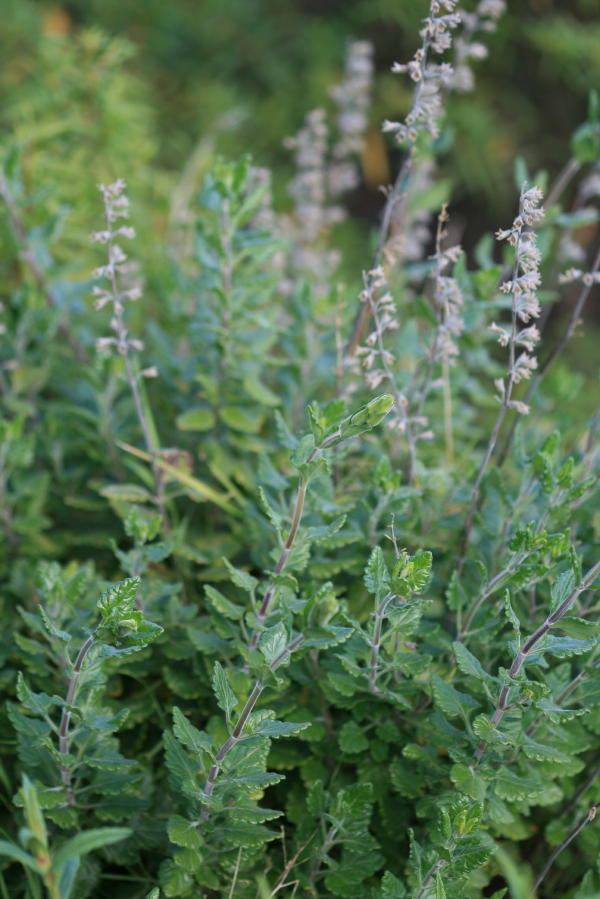 Teucrium flavum